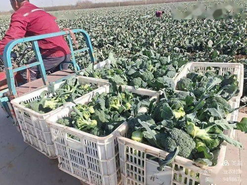 培育蔬菜種植典型，示范帶動(dòng)種植結(jié)構(gòu)調(diào)整與技術(shù)創(chuàng)新
