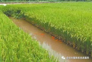 稻漁綜合種養(yǎng)規(guī)范發(fā)展與農(nóng)業(yè)技術(shù)雙驅(qū)聯(lián)動(dòng)路徑分析
